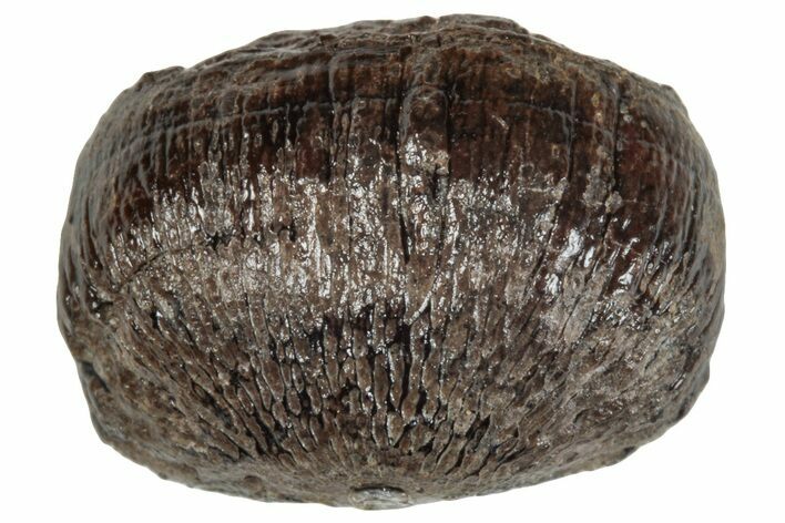 Cretaceous Fossil Alligatoroid (Brachychampsa) Tooth - Wyoming #265894